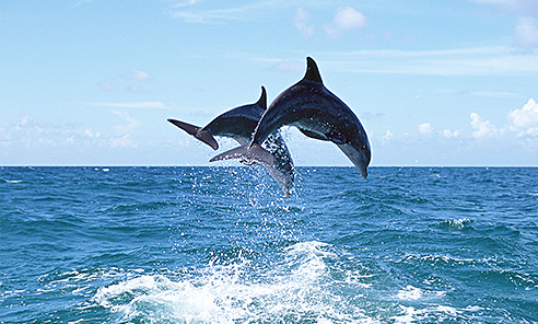 Dolphin Watching